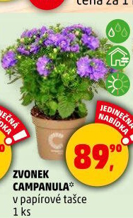 Campanula - Zvonek