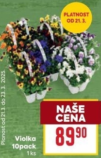 Maceška - Viola