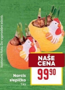 Cibulkové květiny