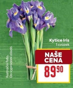 Řezané kosatce