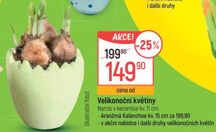 Cibulkové květiny