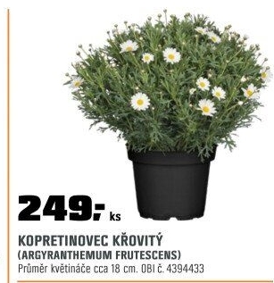Argyranthemum frut.Busch