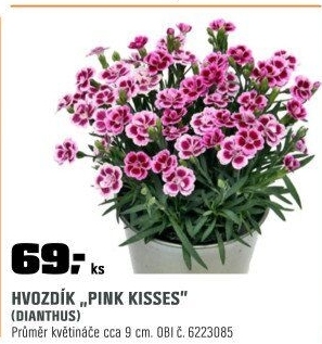 Dianthus Pink Kise
