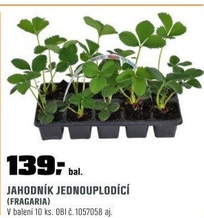 Jahodník jednouplodící