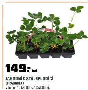 Jahodník stáleplodící