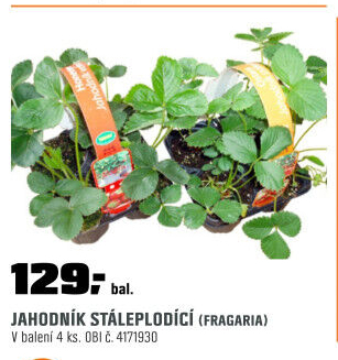 Jahodník stáleplodící