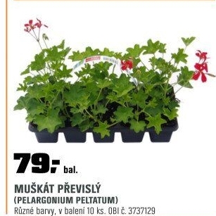 Pelargonium peltatumDECORA