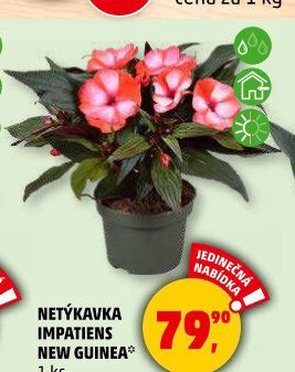 Netýkavka - Impatiens