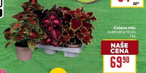 Coleus