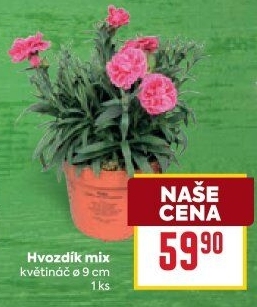 Dianthus - Hvozdík
