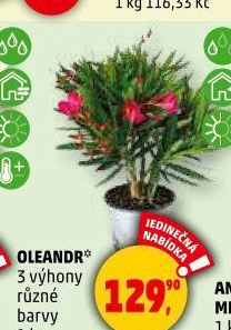 Oleandr