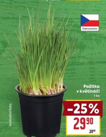 Bylinky v květináči