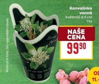 Konvalinka