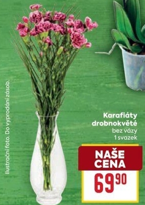 Řezaný karafiát