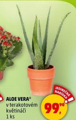 Aloe vera