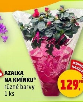 Azalka
