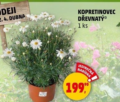Kopretiny