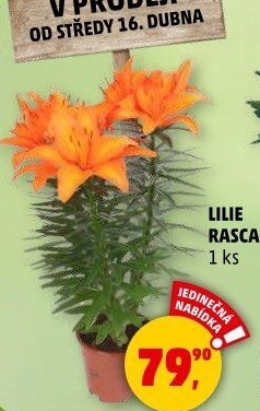 Lilie