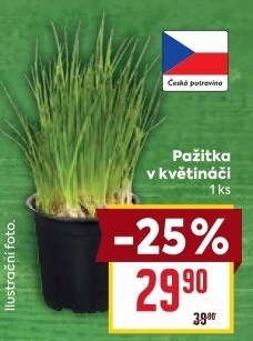 Bylinky v květináči