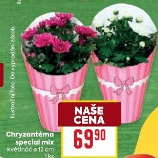 Chrysanthemum - Chryzantéma