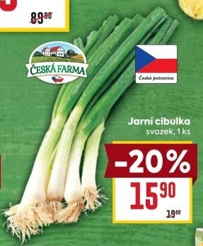 Jarní cibule svazek Česká farma