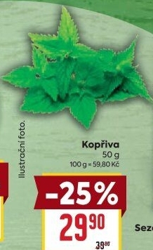 Kopřiva čerstvá