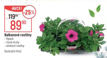 Balkonové rostliny