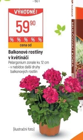 Balkonové rostliny
