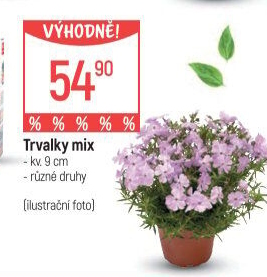 Trvalky
