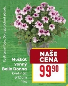 Muškáty / Pelargonie
