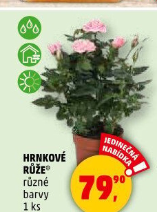 Růže