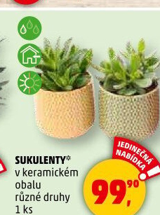 Sukulent