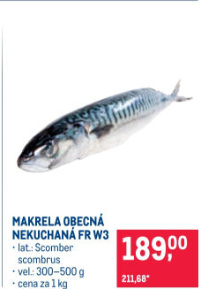 Makrela obecná