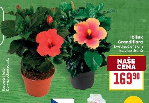 Hibiscus - Ibišek