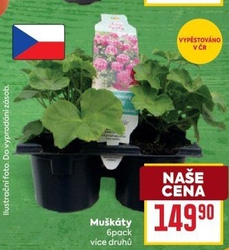 Muškáty / Pelargonie