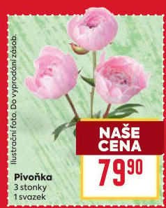 Řezané pivoňky