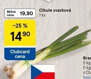 Jarní cibule svazek