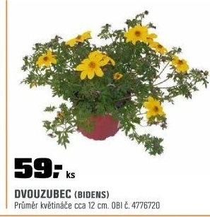 Bidens
