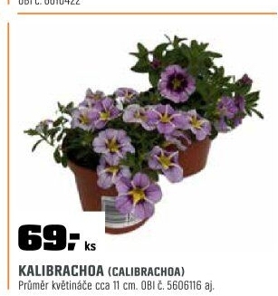 Calibrachoaplnokvětá
