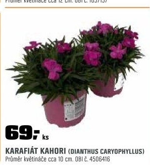 Dianthus Kahori