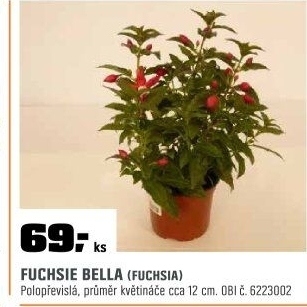 Fuchsia Bella
