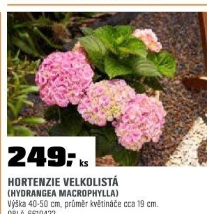 Hydrangea mac.7+umbels colourmix