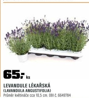 Levandule