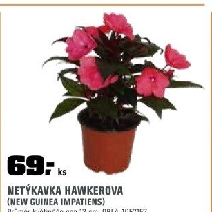 Netýkavka HawkerovaImpatiens New Guinea