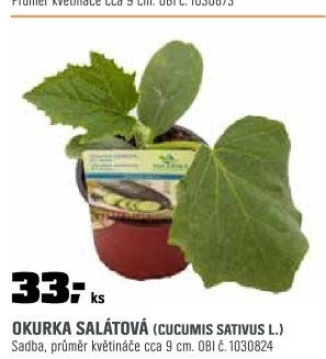 Okurkasalátová