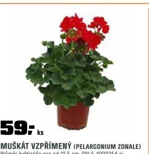 Pelargonium zonale