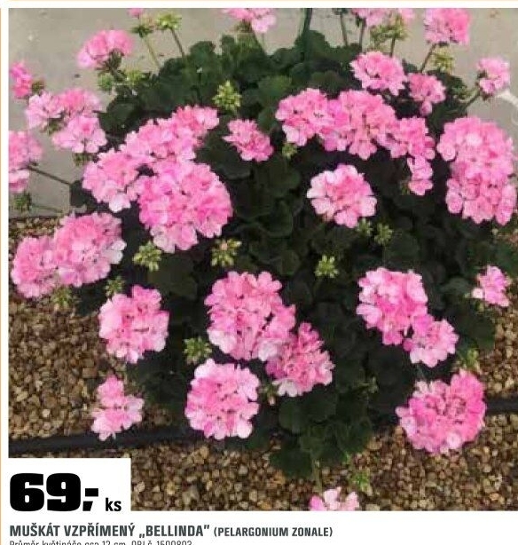 Pelargonium zonales okem
