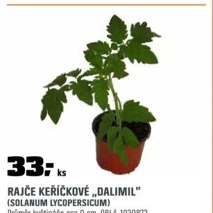 Rajče keříčkové