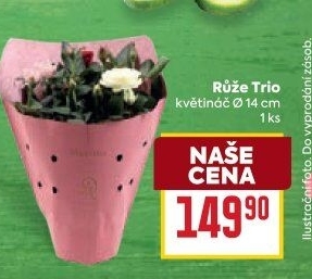 Růže