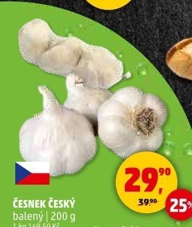 Česnek český
